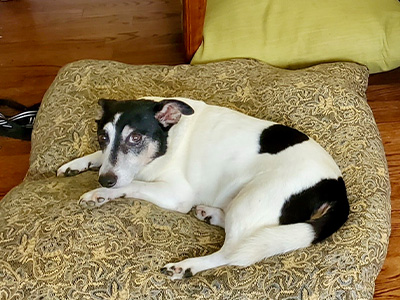 My dog Lucky laying on the pillow.