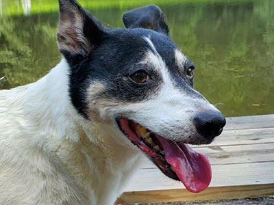 My dog Lucky at the lake.