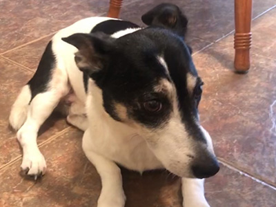 My dog Lucky laying on the floor.