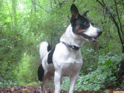 My dog Lucky laying in the forest.