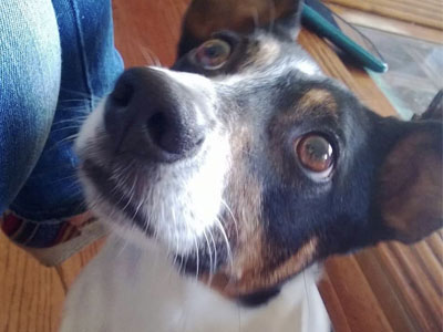 My dog Lucky looking up.